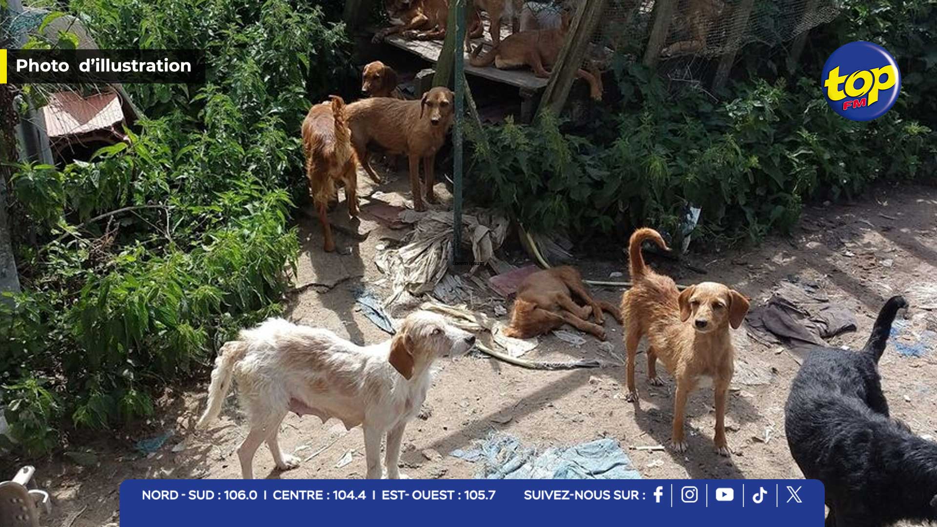 Saisie de 14 chiens lors d’une opération de la MSAW à Port-Louis : l’un ...